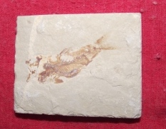 Fosil 100 Millones de años 7 x 7 cm 45 - Imagen 1