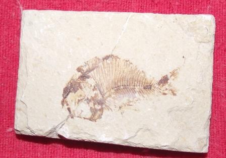 Fosil 100 millones de años 8 x 7 cm aproxim - Imagen 1