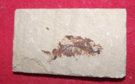 Pez fosilizado 8 x 7 cm 100 millones de añ - Imagen 1