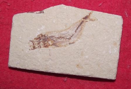 Fosil de pez 100 millones de años de antigue - Imagen 1
