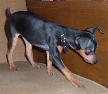 2 CachorrosHembra y Macho 3 meses Doberman  - Imagen 2